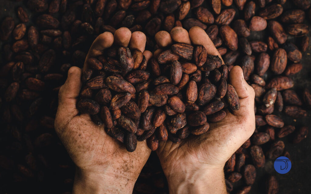 Manteca de Cacao en la ‘Comida de los Dioses’